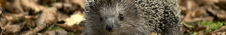 Hedgehog in grass