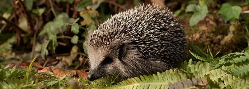 Did you know hedgehogs are nocturnal? This photo was taken at night using clever filters to enhance the lighting conditions. If you ever see a hedgehog out during daylight it could be a sign of distress. Check out our online guides that can help you take the right course of action, if any is required.