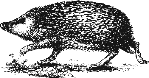 How well do you know your hedgehog? How well do you know your hedgehog?