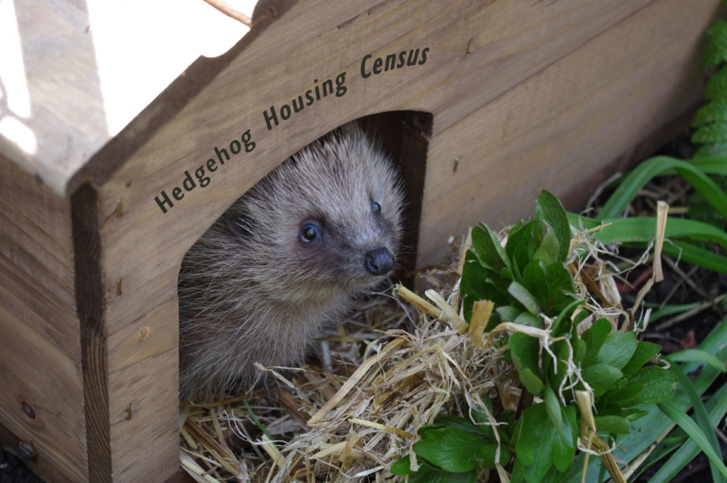 Hedgehog Housing Census