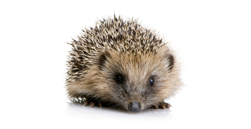British hedgehog now officially classified as vulnerable to extinction