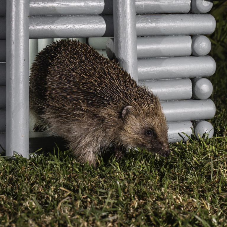 Competition Corner The British Hedgehog Preservation Society
