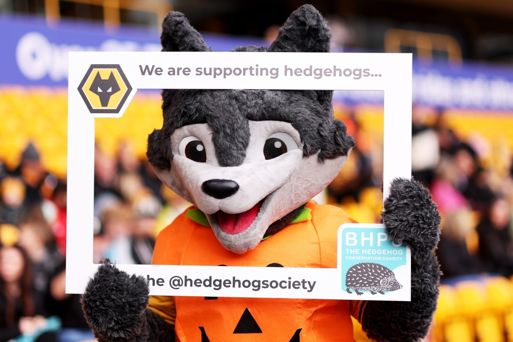 A photo of Wolverhampton Wanderers' football mascot, Wolfie, showing support for hedgehogs and BHPS.