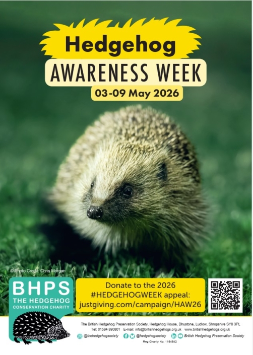 Take the Hedgehog Pledge this Hedgehog Awareness Week - The British ...