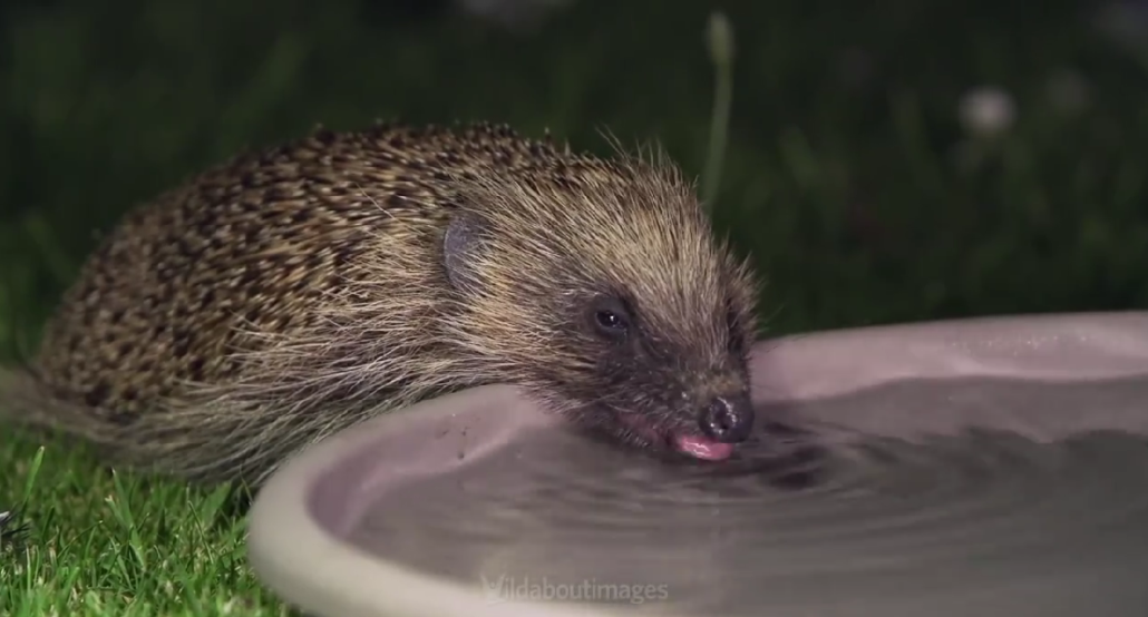 A small hedgehog sitting on green grass at dusk drinks from a wide, shallow dish of water.